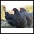 10+ Mechelen Turkey Head Day-Old Chicks from Greenfire Farms