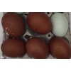 6 Olive eggers, 5 Chocolate eggers chicks live arrival guaranteed