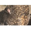 10 English Orpington chicks live arrival guaranteed