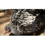 Silver laced English Orpington laying hen
