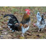 10+ Greenfire Farms Olandsk Dwarf Week-Old Chicks