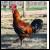 8 Greenfire Farms Denizli Longcrower Day-Old Chicks