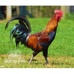 6 Greenfire Farms Ayam Ketawa (laughing chicken) Day-Old Chicks