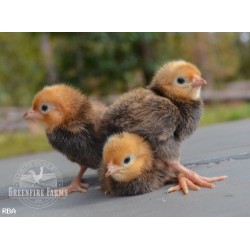 20 Greenfire Farms Rare Late Bloomer Day-Old Chicks