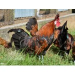 6+ Greenfire Farms Gold Spitzhauben Day-Old Chicks