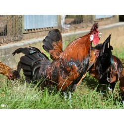6 Greenfire Farms Gold Spitzhauben Day-Old Chicks