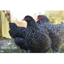8+ Mechelen Turkey Head Day-Old Chicks from Greenfire Farms