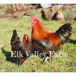 10 Black Copper Marans Day-old Chicks from Elk Valley Farm