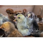 8+ Greenfire Farms Rare Late Bloomer Day-Old Chicks