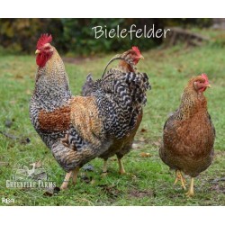 6+ Greenfire Farms Crele Bielefelder Day-Old Chicks