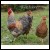 6+ Greenfire Farms Crele Bielefelder Day-Old Chicks