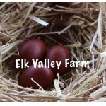 8 Black Copper Marans Directly from Elk Valley Farm