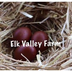 10 Black Copper Marans Directly from Elk Valley Farm