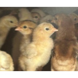 10 Thai chicks live arrival guaranteed
