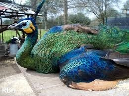 Peafowl Wanted