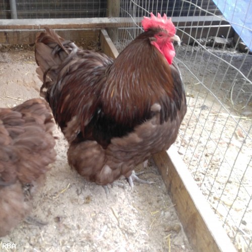 Wanted Blue and Splash English Orpington Pullets or Chicks